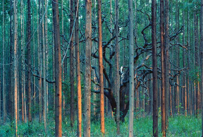 Galeria